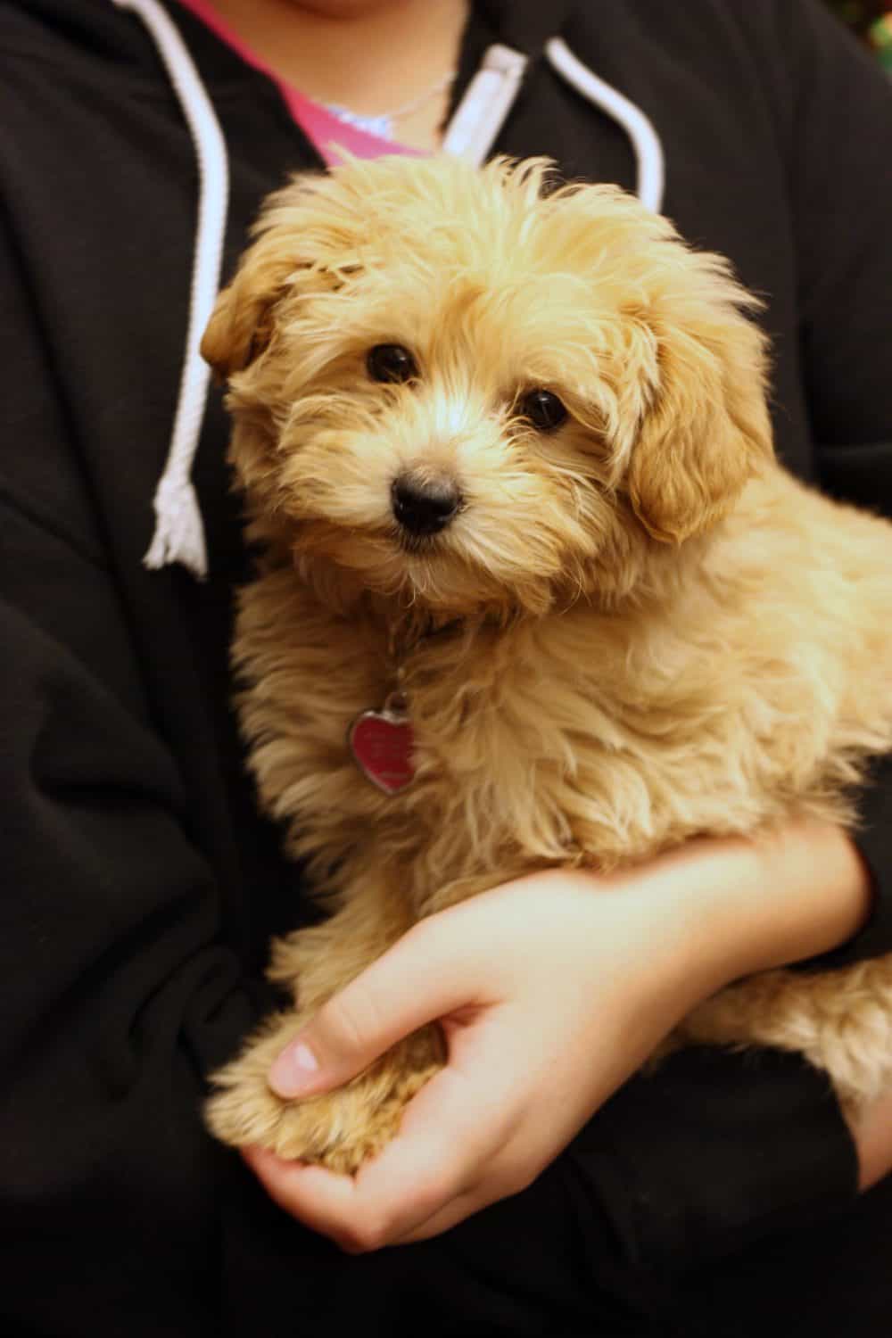 Why My Puppy Wont Eat That Expensive Wet Dog Food Why My Puppy Wont Eat That Expensive Wet Dog Food